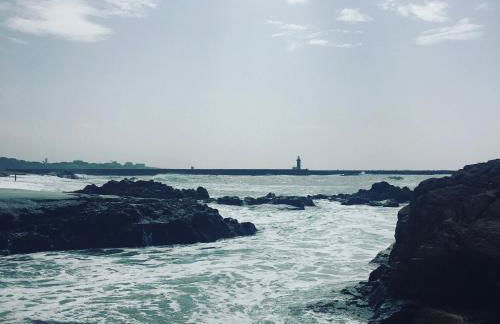 Estrelícia - Foto 33