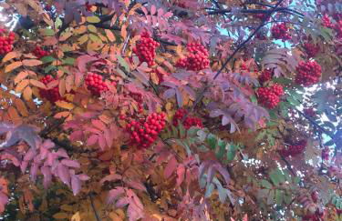 Residenza Ambrogi - Foto 39