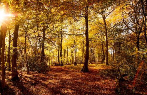 The Organic Cotswolds Shepherds Hut - Photo 53
