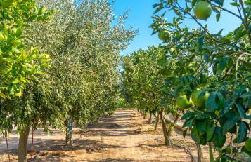 Maria’s Mansion 3 m from the SEA - Foto 39