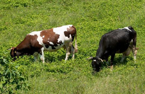 APP FIORELA - Foto 15