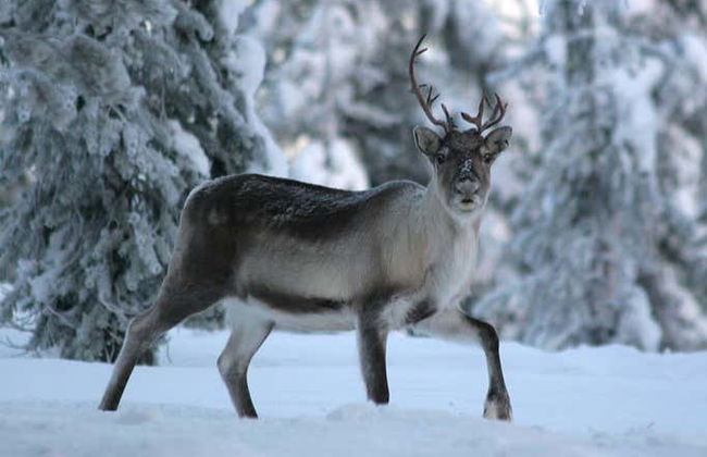Balade en traîneau tiré par des rennes - Foto 6
