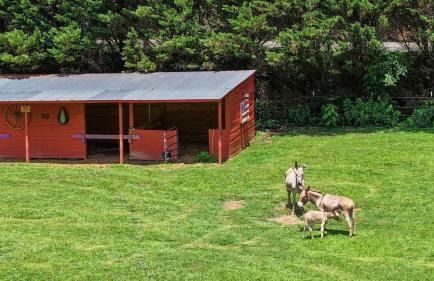 Lodge Apartment at Owl Creek Farm Resort - Foto 20