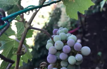 Red Rock Escape - Cozy King Bed Studio & Gardens, Trails, Views, Red Rock Pass - Foto 46