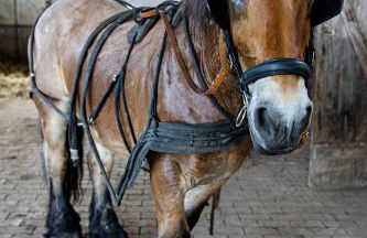 Nengshof Ferienhaus Gänseblümchen - Foto 26