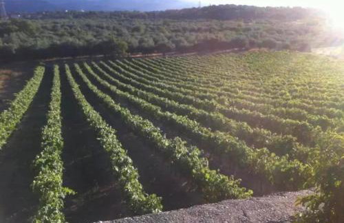 ktima Tzouros - Κτήμα Τζούρος - Foto 7