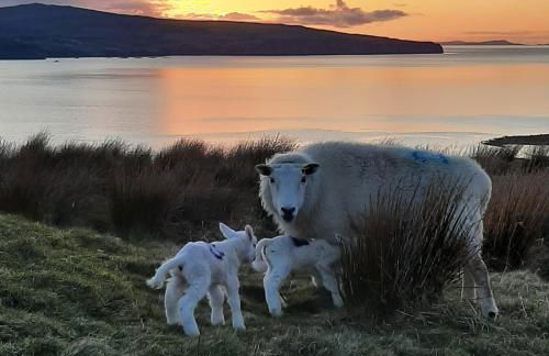 Lampay Chalets - Foto 37