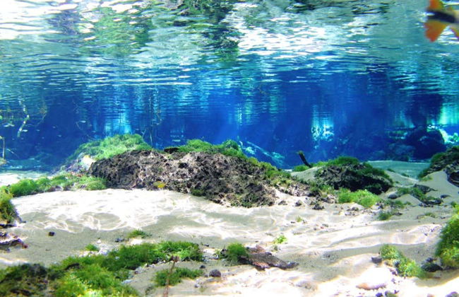 Snorkeling dans la rivière Baía Bonita - Foto 8