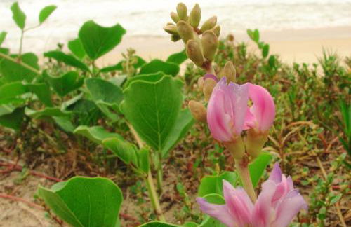 Recanto do Encanto Eco Beach Stay - Foto 73