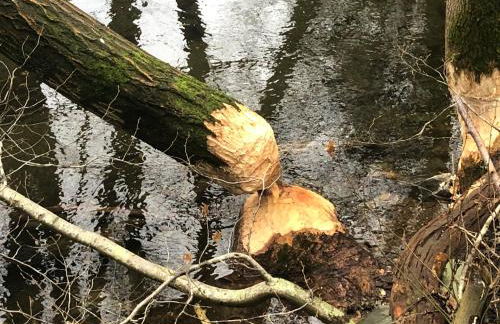 Apartment Rur-Partie im Haus An der Rur - Foto 23