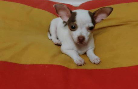 Ideal for Families-Children's Play Area, Terrace, BBQ, WiFi - Foto 55