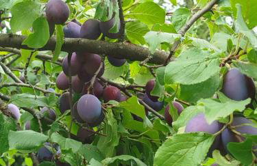 Dom Wakacyjny Brzozowy Gaj Bieszczady - Foto 62