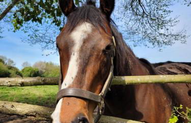 -Parking privé -Maison Entière -Balancoire en intérieur-Coeur historique -La Clef de Honfleur - Foto 41