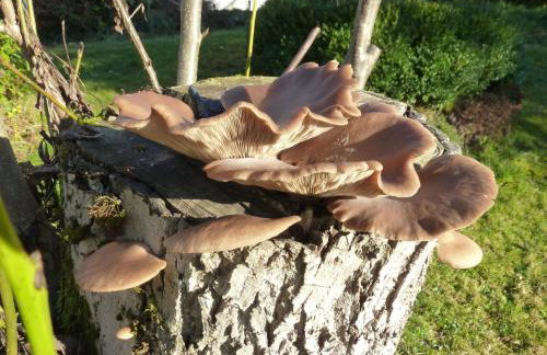 Apartment Landhaus Wildfeuer by Interhome - Foto 20