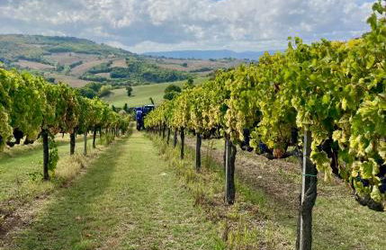 Agriturismo Portoreschi - Foto 12