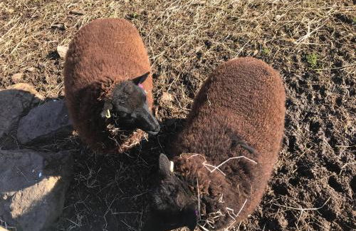 Willow Court Farm Studio South & Petting Farm, 8 mins from Legoland & Windsor, 15 mins from Lapland UK - Foto 86