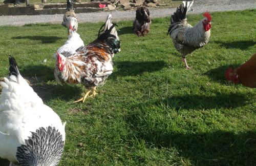 The Little cow shed - Foto 23