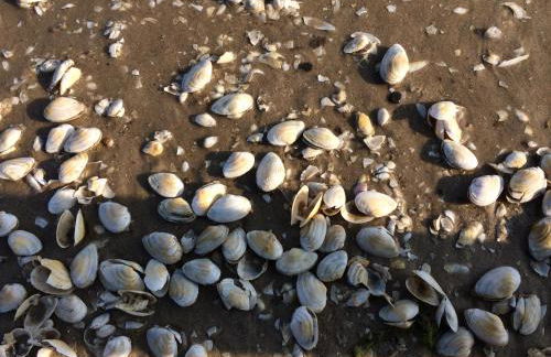 Haus Vicus - Foto 42