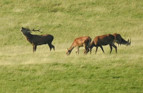 Fewo-Eifel-Morsbach - Foto 43