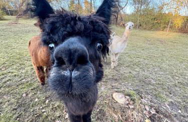 Ferienhaus im Grünen - Entspannen mit Alpakas - Foto 32