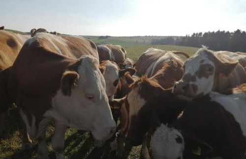 Ferienhaus Schilz II - Urlaub auf dem Bauernhof - Foto 18