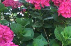 Αρχοντικό Πρεπάλα - Photo 6