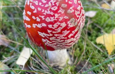 Ferienhaus unter Reet im Heidedorf Sankt Dionys bei Lüneburg - Foto 44