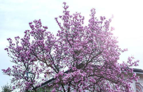 Villa Magnolia - Foto 12