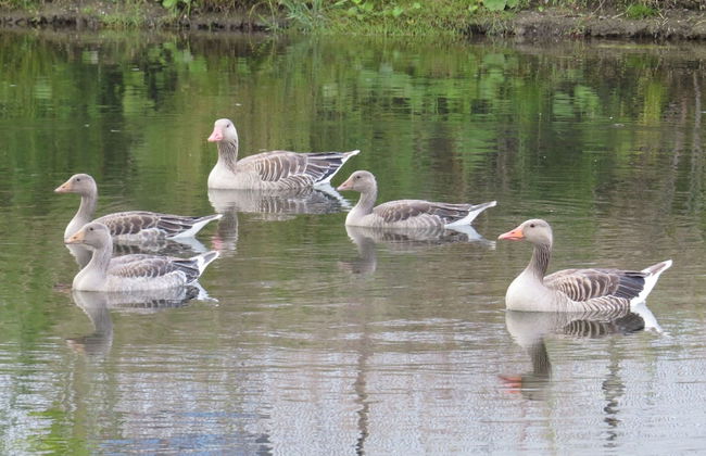 Villa in Zeewolde With Terrace - Photo 36