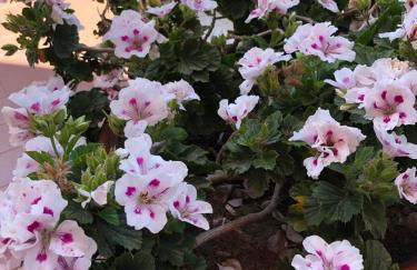 Appartamento L'Ulivo - Foto 31