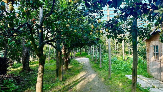 Combo with Lemon Tour & Tasting Lemon Tour followed by a Cooking Class - Foto 4