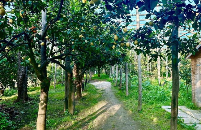 Combo with Lemon Tour & Tasting Lemon Tour followed by a Cooking Class - Foto 4