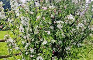 Tanglewood - Photo 31