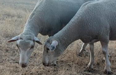 Casa dos pássaros - Foto 24