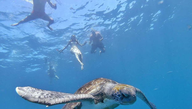 Los Cristianos Kayak & Snorkel Trip - Photo 3, Swimming with turtles in Los Cristianos