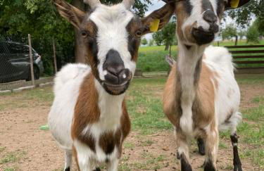 Ferienwohnung Schwalbennest - Foto 21