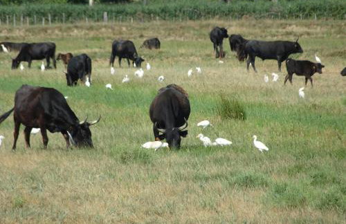 Domaine du Petit Tournebelle - Foto 47