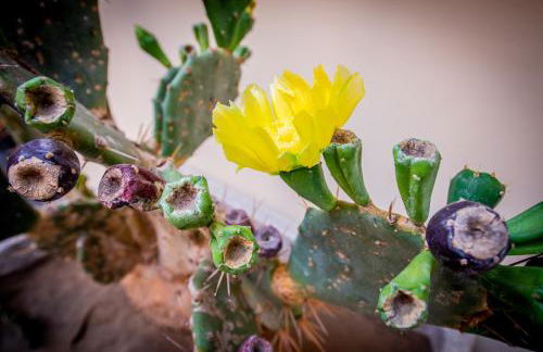 Giuseppe Verdi Luxury Apartments Catania Centro - Foto 54