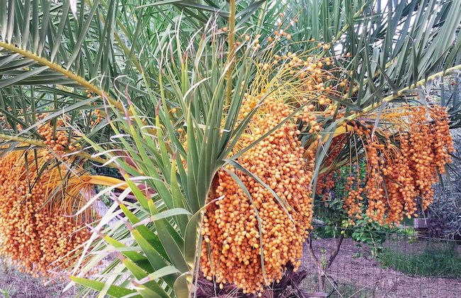 Agrisicilia - Foto 31