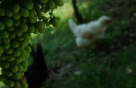 Agriturismo Ai Dossi - Foto 71