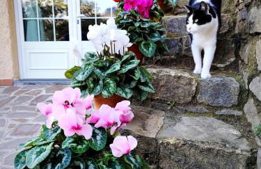 Almarea, a house between the sea and olive trees - Foto 48