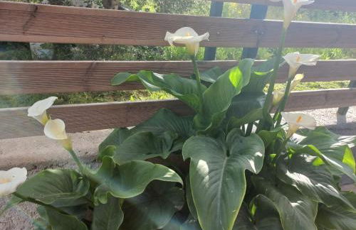 Tsirigotis Garden - Foto 21