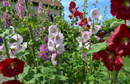 Gîte Les Vents du Large L'Aigrette - Foto 25