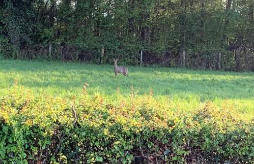 La Tour du Boueix - Foto 22