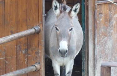 Country House Poggio Fiorito - Foto 61