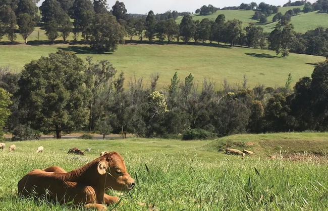 Balingup Highview Chalets - Foto 21