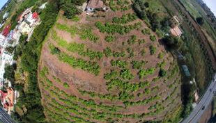 Finca Mamposo - Foto 4