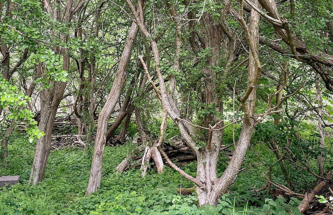 18 Person Holiday Home in Hojby - Photo 41