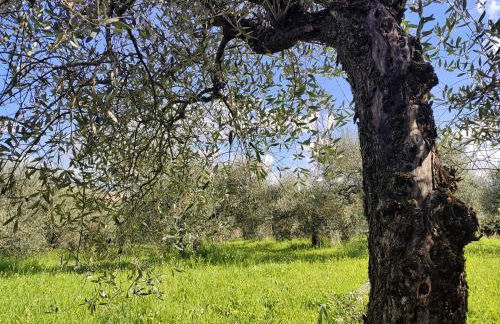 CasalPiano - Photo 67