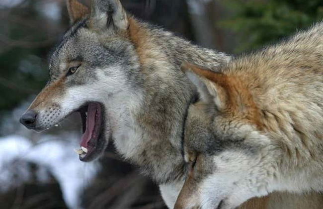 Biglietti per lo Zoo Alpino e funicolare Innsbruck-Hungerburg - Foto 6